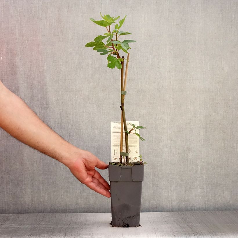 Exemplar von Feige Perretta Gustissimo - Ficus carica Topf mit 2L/3L, Strauch wie im Sommer geliefert