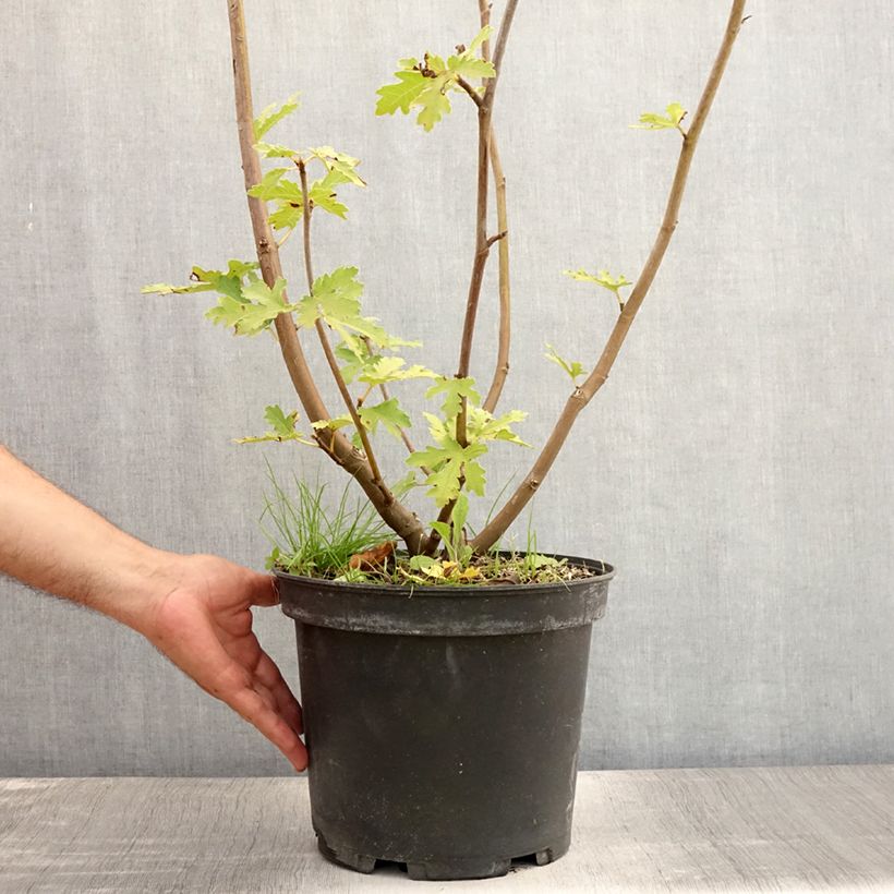 Exemplar von Feige Ice crystal - Ficus carica Topf mit 7,5L/10L, Strauch wie im Sommer geliefert