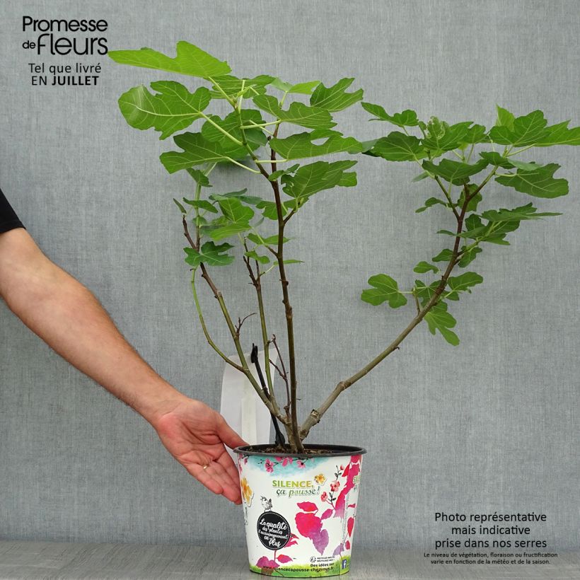 Exemplar von Feige Jordan - Ficus carica Topf mit 4L/5L, Strauch wie im Sommer geliefert