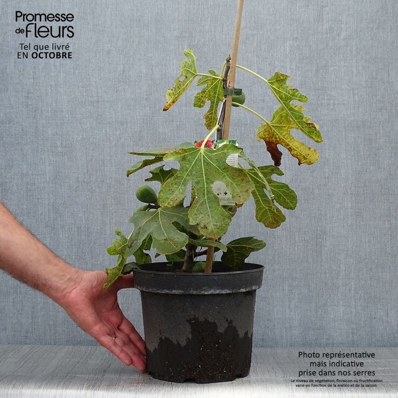 Exemplar von Feige Kadota - Ficus carica Topf mit 4L/5L wie im Herbst geliefert
