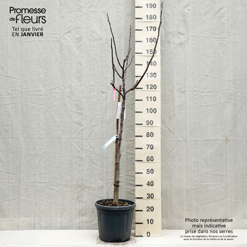 Exemplar von Feige Longue d'Août - Ficus carica Topf mit 12L/15L, Halbstamm wie im Winter geliefert