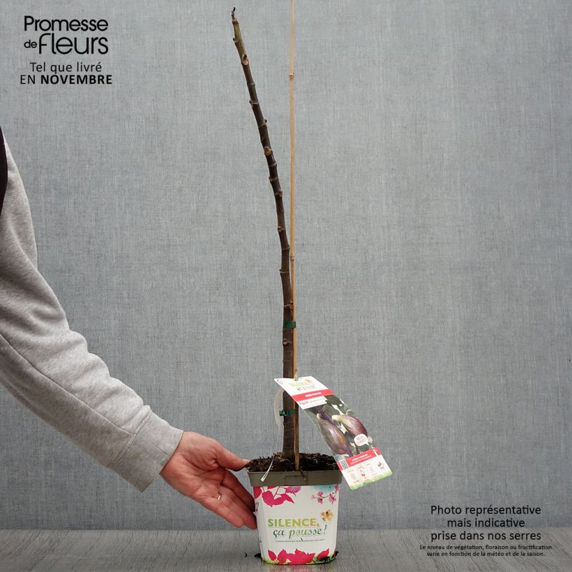 Exemplar von Feige Madeleine des Deux saisons - Ficus carica Topf mit 2L/3L, Strauch wie im Herbst geliefert