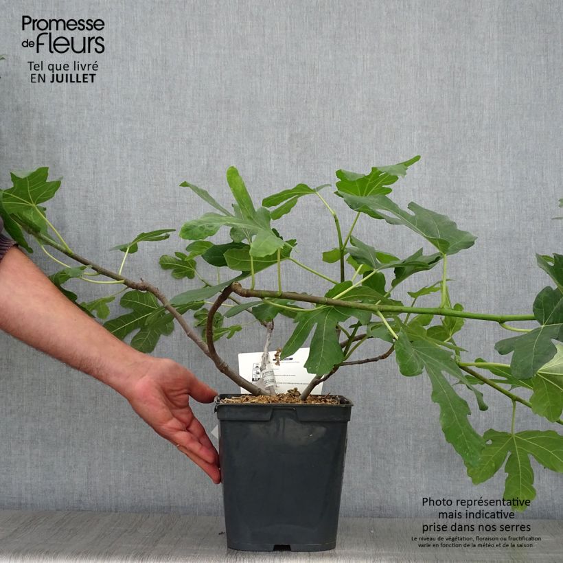 Exemplar von Feige Marseillaise - Ficus carica Topf mit 4L/5L wie im Sommer geliefert