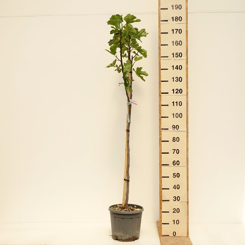 Exemplar von Feige Marseillaise - Ficus carica Topf mit 18L/20L, Halbstamm wie im Frühjahr geliefert