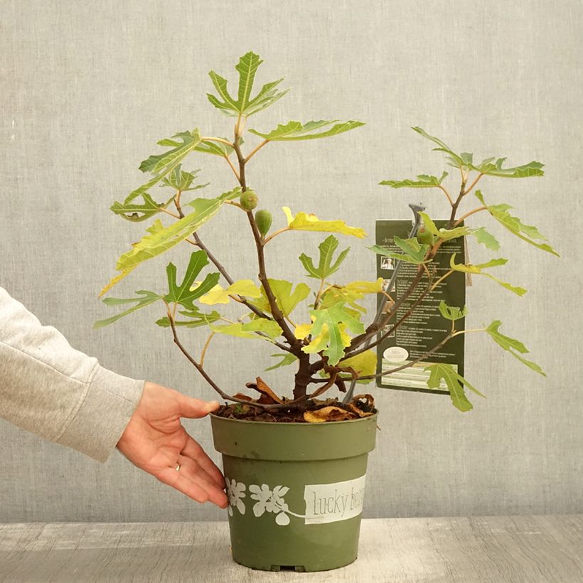 Exemplar von Ficus carica Lucky Berry - Echte Feige Topf mit 4L/5L, Strauch/Busch, mehrstämmig wie im Herbst geliefert