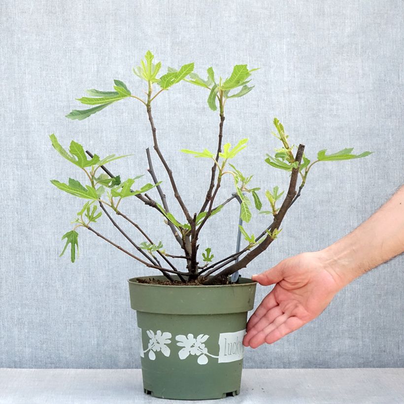 Exemplar von Ficus carica Lucky Berry - Echte Feige Topf mit 4L/5L, Strauch/Busch, mehrstämmig wie im Frühjahr geliefert