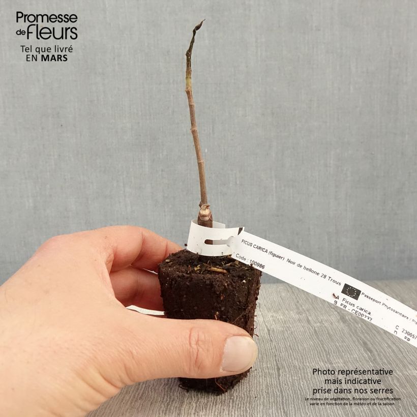 Exemplar von Feige Noire de Bellone - Ficus carica Kleine Töpfe von 8/9 cmGelieferte Höhe ca. 15/20cm wie im Frühjahr geliefert