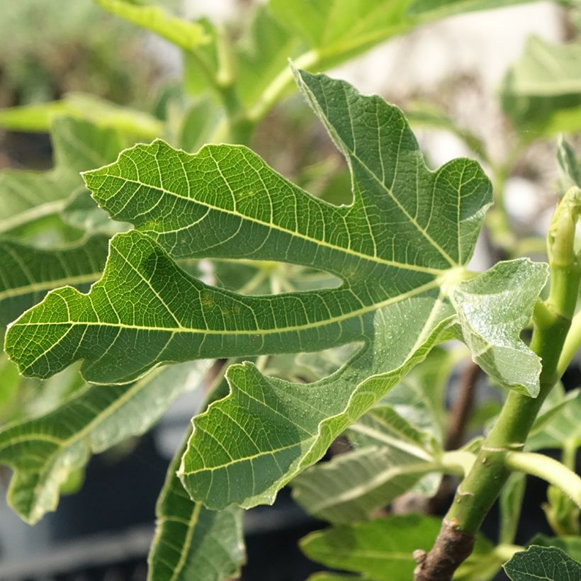 Feige Noire de Bellone - Ficus carica (Laub)