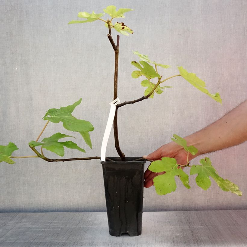 Exemplar von Feige Noire de Bellone - Ficus carica Topf mit 2L/3L, Strauch wie im Sommer geliefert