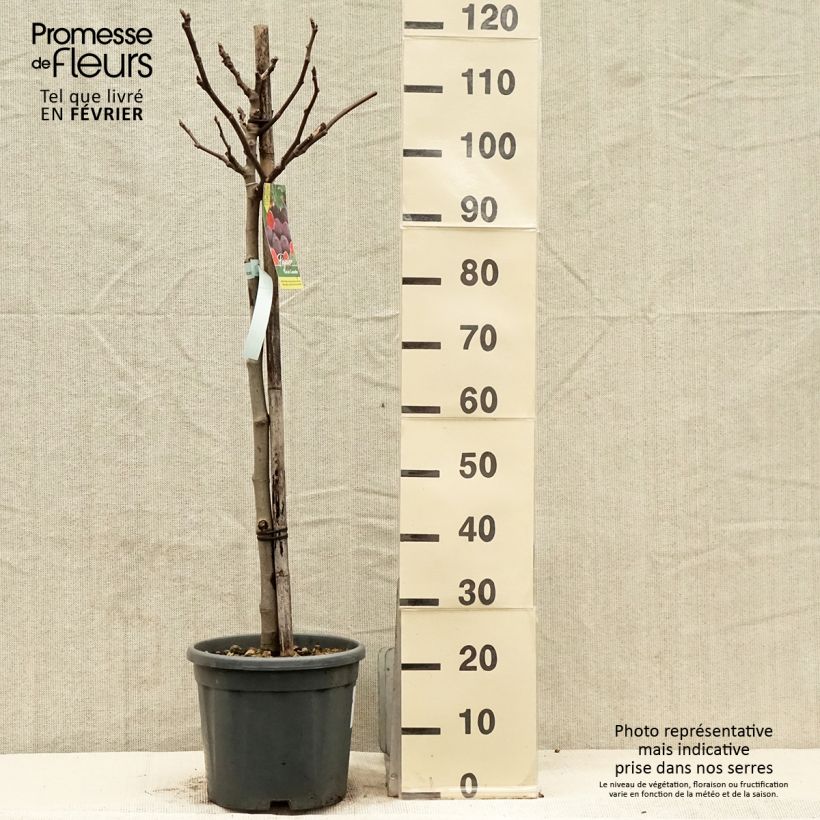 Exemplar von Feige Noire de Caromb - Ficus carica Topf mit 7,5L/10L wie im Winter geliefert