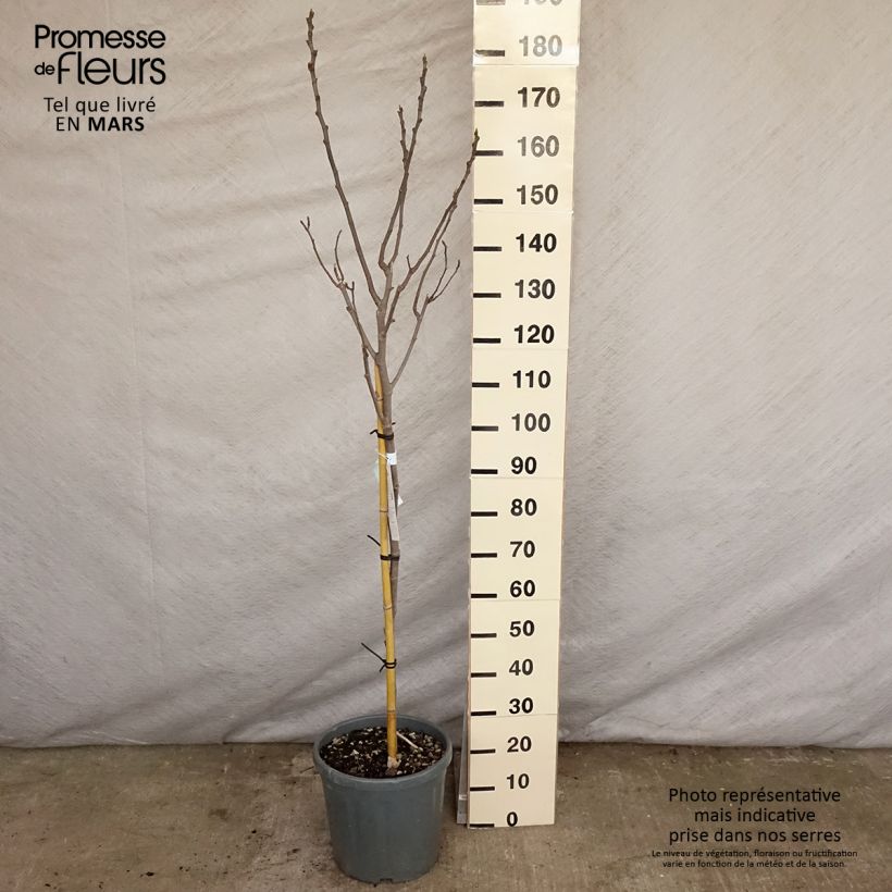 Exemplar von Feige Noire de Caromb - Ficus carica Topf mit 7,5L/10L wie im Frühjahr geliefert