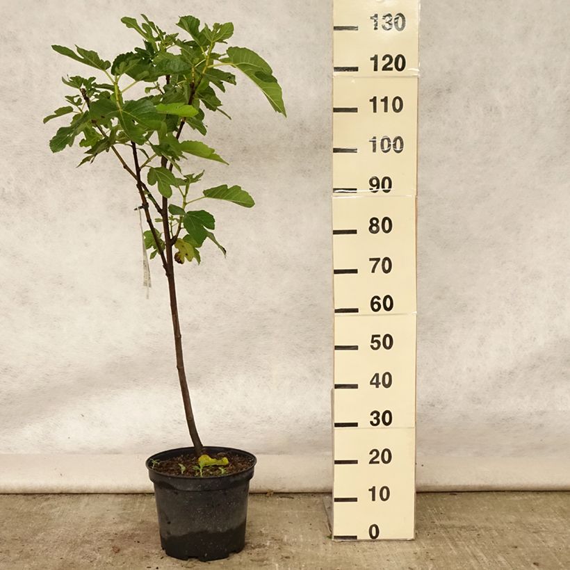 Exemplar von Feige Panachée - Ficus carica Topf mit 7,5L/10L, 1/4 Stängel wie im Sommer geliefert