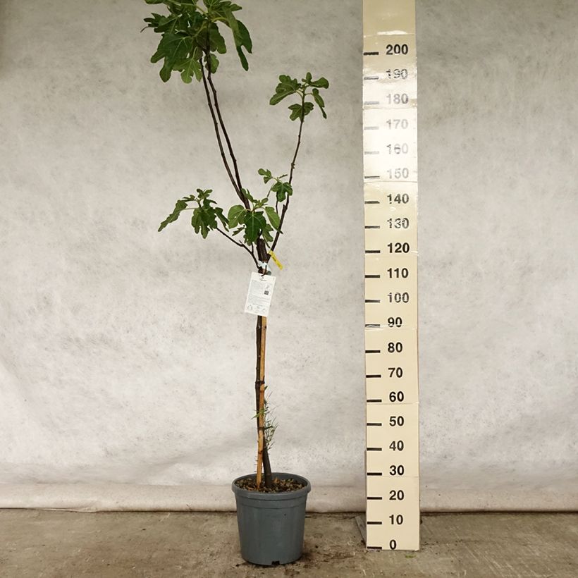 Exemplar von Feige Rouge de Bordeaux - Ficus carica Topf mit 12L/15L, Halbstamm wie im Sommer geliefert