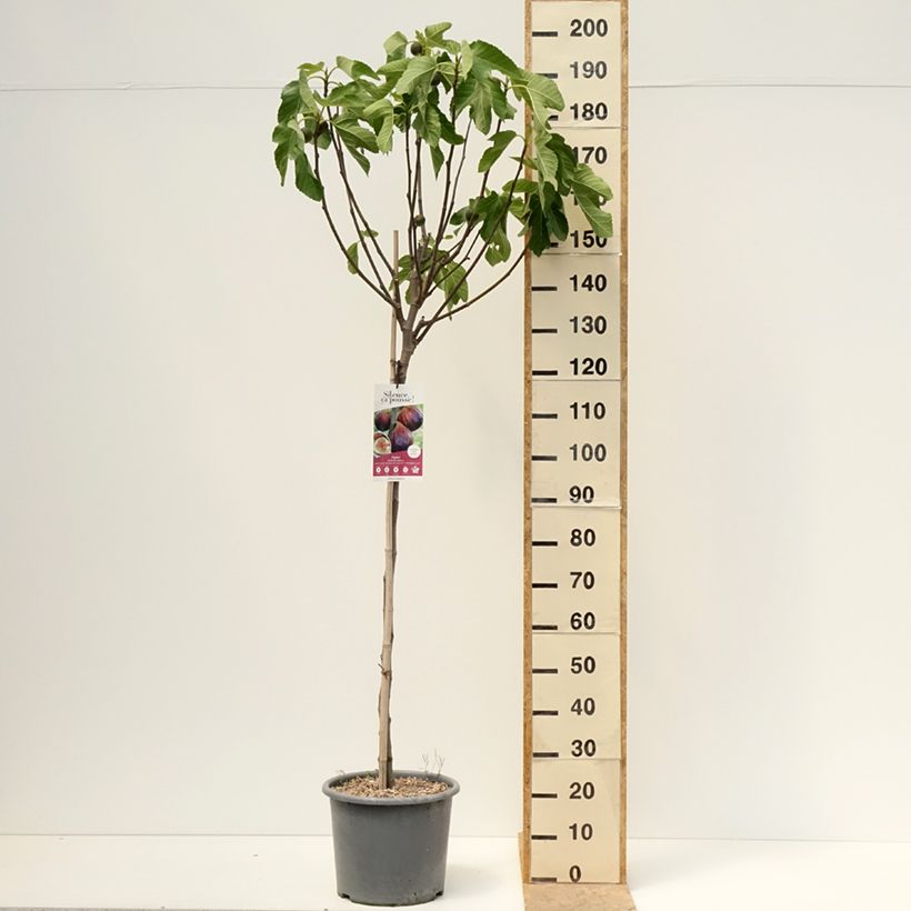 Exemplar von Feige Rouge de juillet 'Minfigfor' - Ficus carica Topf mit 12L/15L, Gobelet-Form wie im Frühjahr geliefert