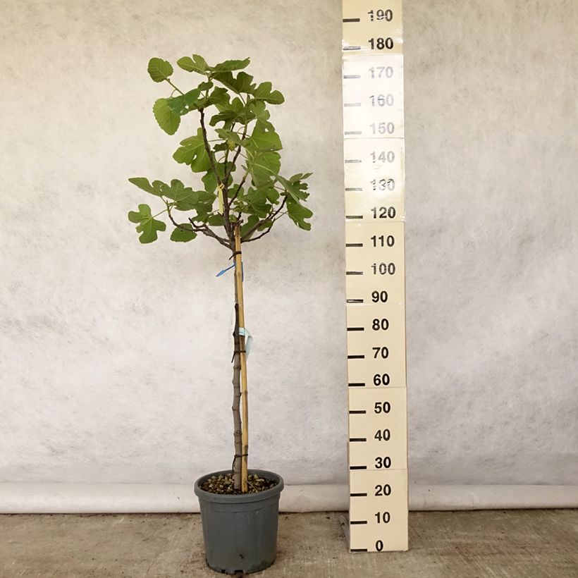 Exemplar von Feige Violette Dauphine (Stengel) - Ficus carica Topf mit 7,5L/10L, Halbstamm wie im Sommer geliefert