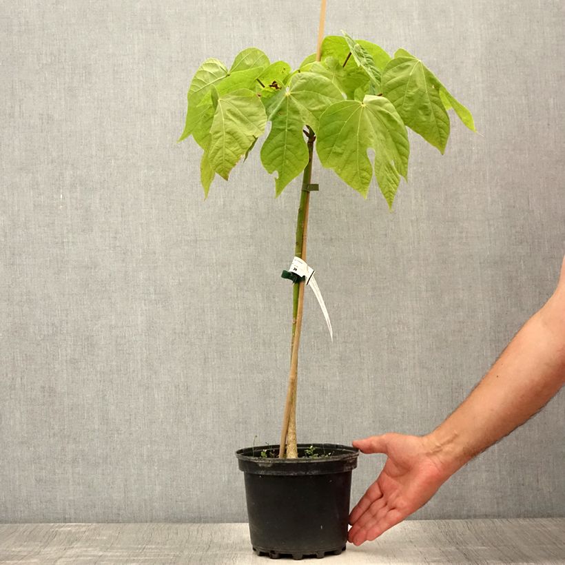 Exemplar von Firmiana simplex - Sonnenschirmbaum Topf mit 3L/4LGelieferte Höhe ca. 30/40cm wie im Sommer geliefert