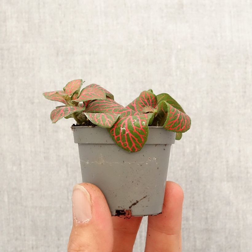 Exemplar von Fittonia Joly Josan Red - Mosaikpflanze Mini-plante wie im Frühjahr geliefert