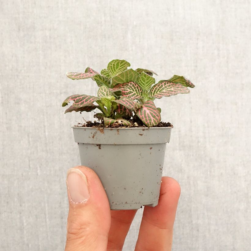 Exemplar von Fittonia Pink Special - Mosaikpflanze Mini-plante wie im Frühjahr geliefert