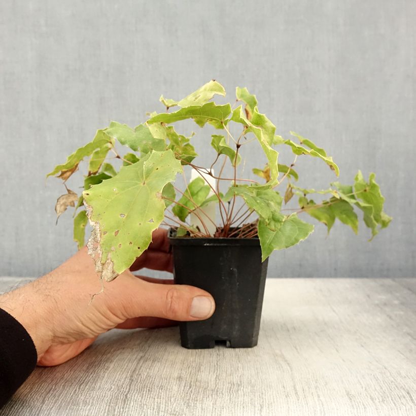 Exemplar von Epimedium wushanense Caramel - Elfenblume Kleine Töpfe von 8/9 cm wie im Herbst geliefert