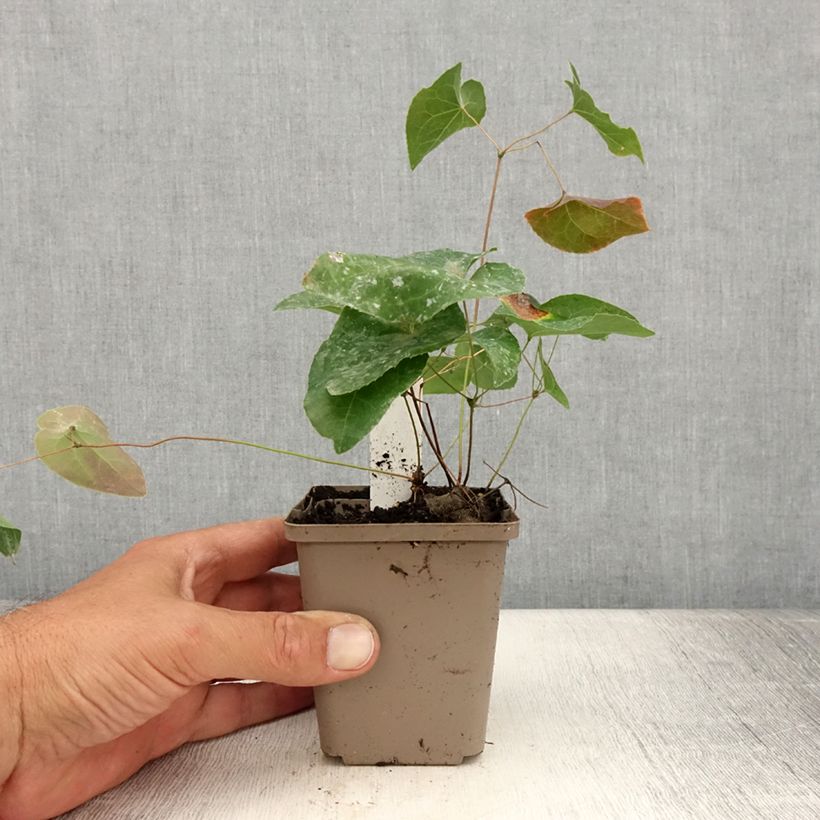 Exemplar von Epimedium Cupreum - Elfenblume Kleine Töpfe von 8/9 cm wie im Sommer geliefert