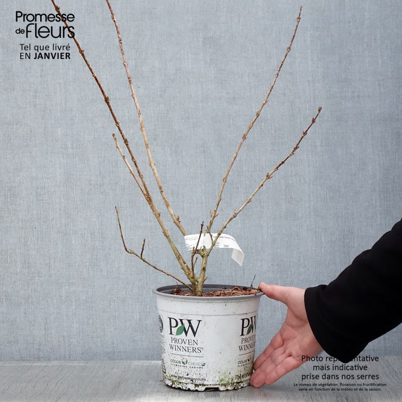 Exemplar von Goldglöckchen Flying Machine - Forsythia koreana Topf mit 3L/4L wie im Winter geliefert