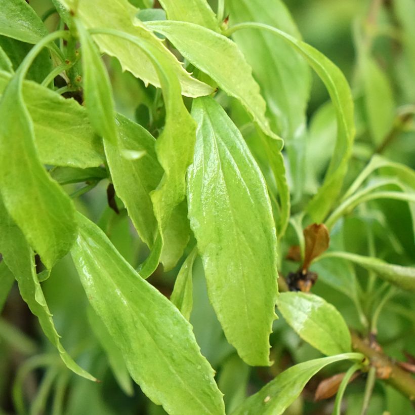 Goldglöckchen Marée d'Or - Forsythie (Laub)