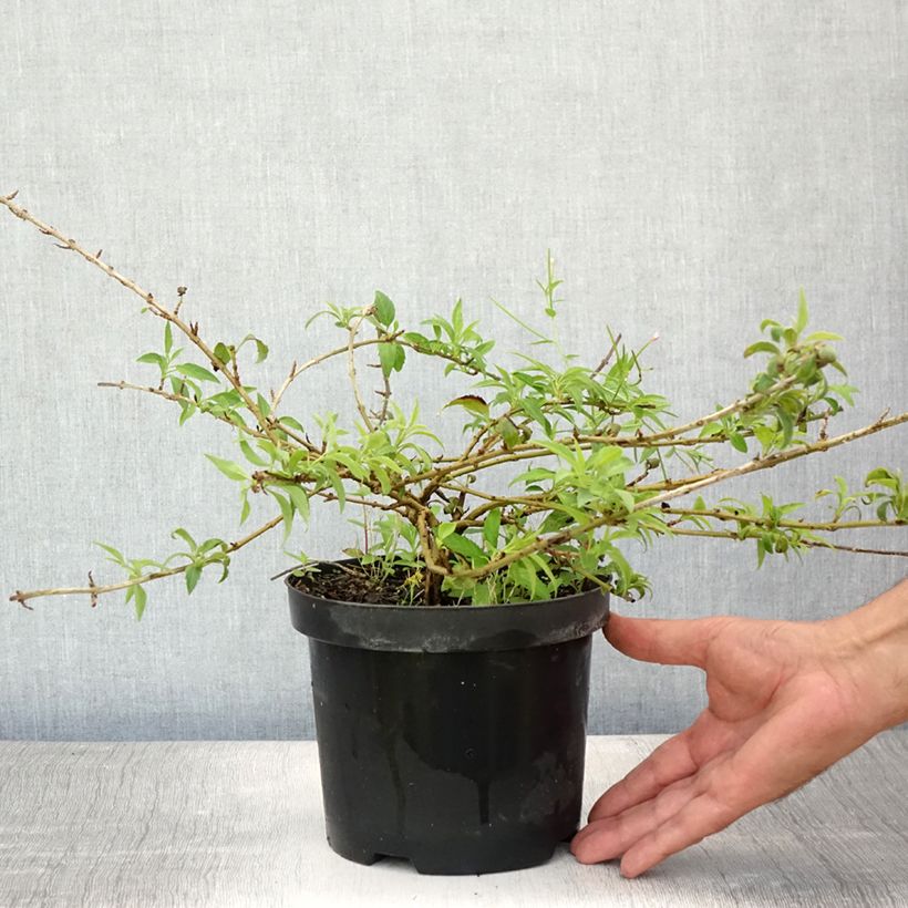 Exemplar von Goldglöckchen Mêlée d'Or - Forsythie Topf mit 3L/4L wie im Sommer geliefert