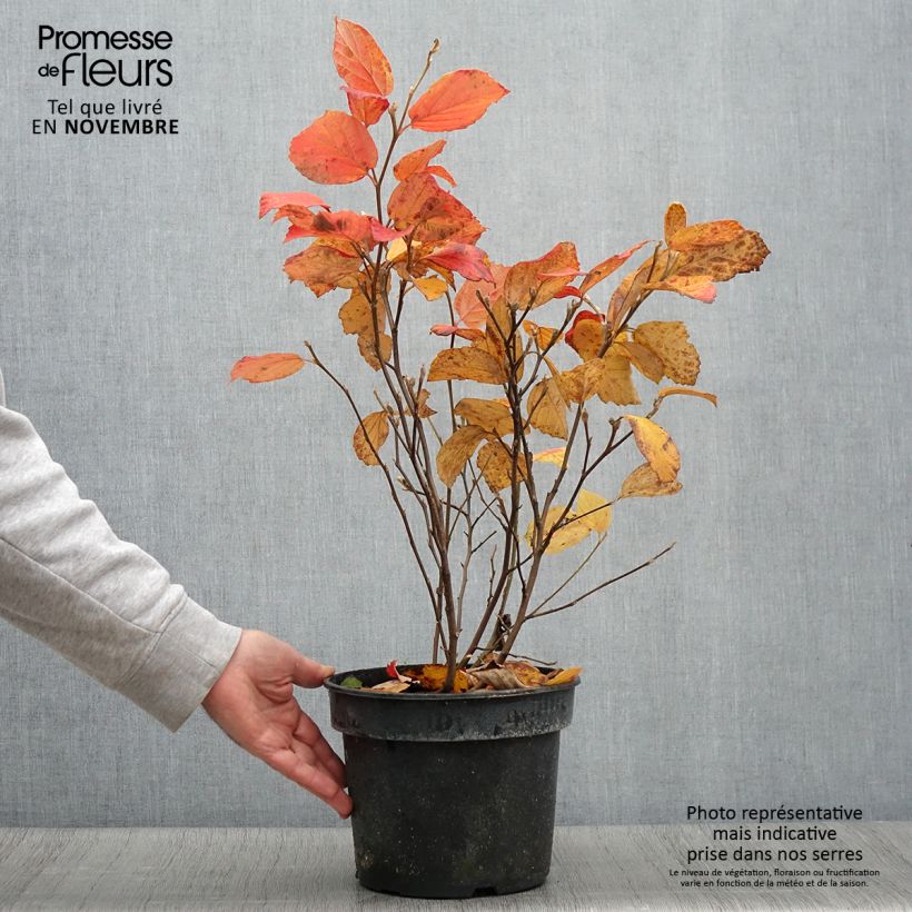 Exemplar von Federbuschstrauch Suzanne - Fothergilla gardenii Topf mit 4L/5L wie im Herbst geliefert