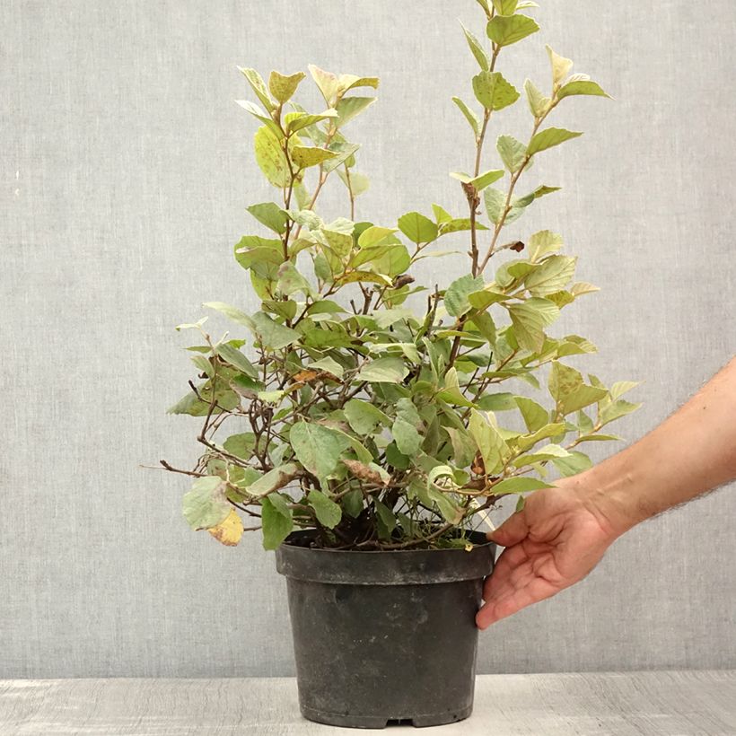 Exemplar von Federbuschstrauch Blue Shadow - Fothergilla intermedia Topf mit 3L/4L wie im Sommer geliefert