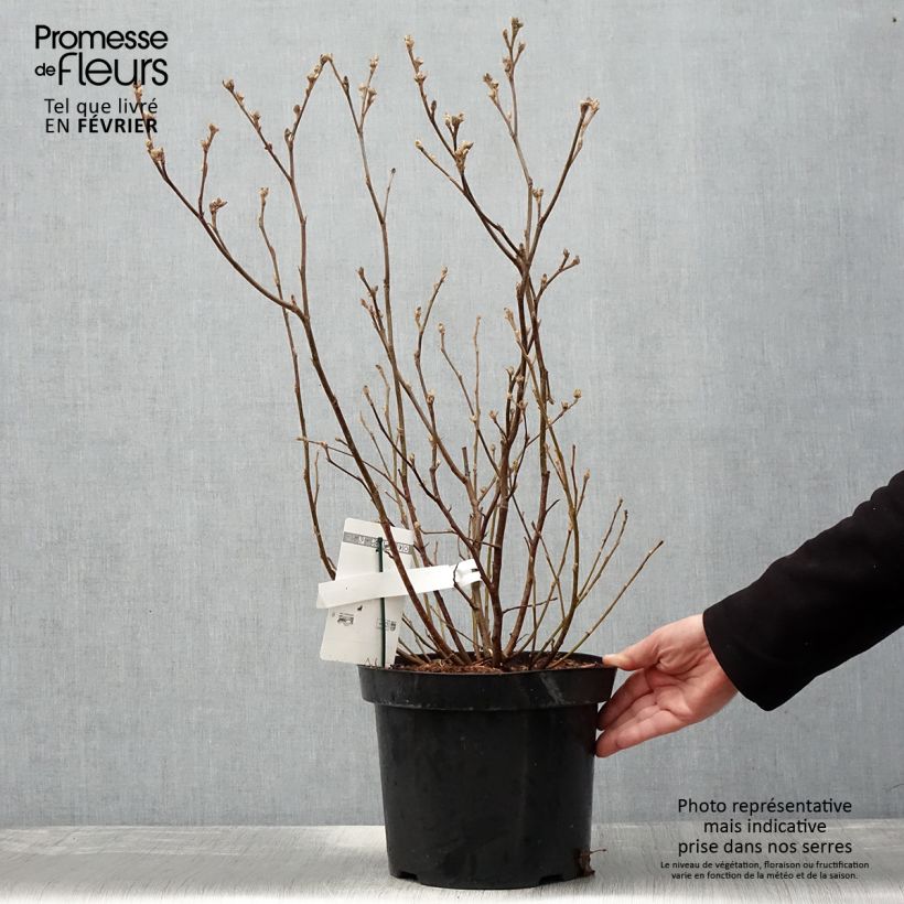 Exemplar von Federbuschstrauch - Fothergilla major Topf mit 7,5L/10L wie im Winter geliefert