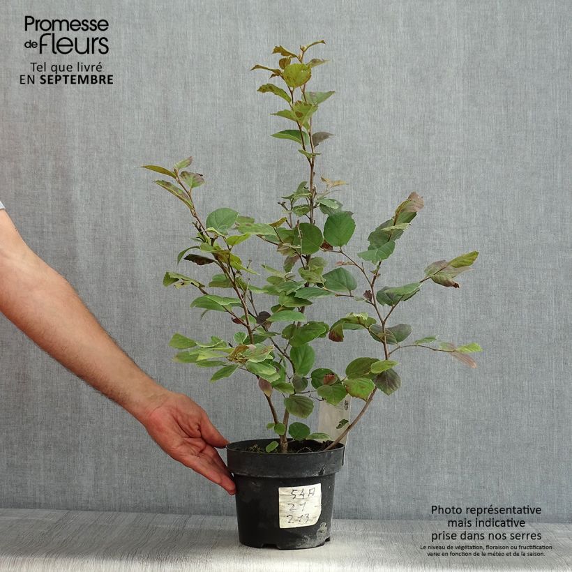 Exemplar von Federbuschstrauch - Fothergilla major Topf mit 3L/4L wie im Sommer geliefert