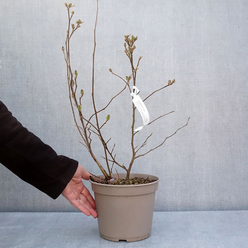 Exemplar von Federbuschstrauch Mount Airy - Fothergilla x intermedia Topf mit 4L/5L wie im Frühjahr geliefert