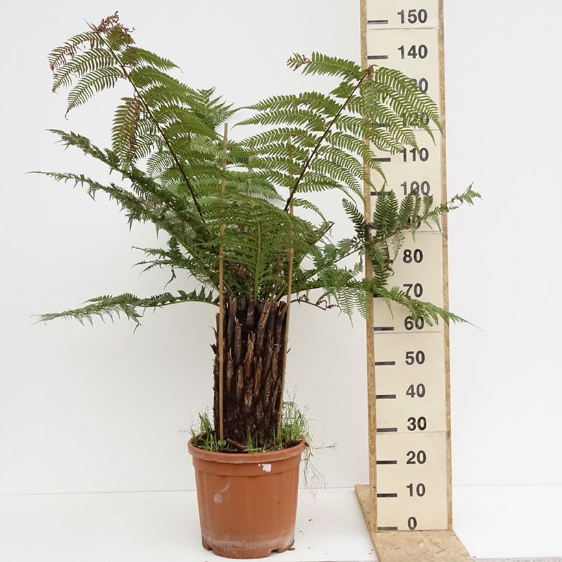 Exemplar von Dicksonia antarctica - Australischer Baumfarn Topf mit 6L/7LGelieferte Höhe ca. 75/100cm wie im Frühjahr geliefert