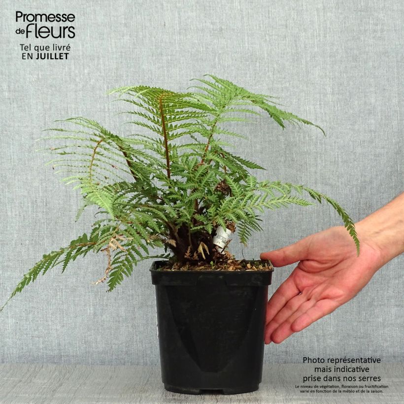 Exemplar von Dicksonia fibrosa - Goldener Baumfarn Topf mit 3L/4L wie im Sommer geliefert