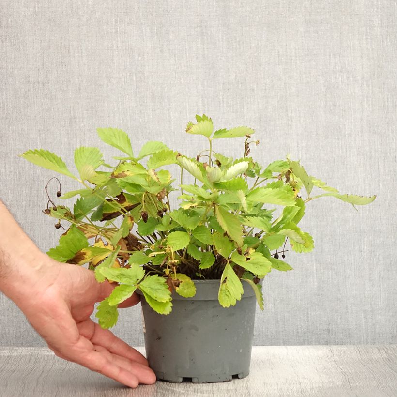 Exemplar von Fragaria alpina Yellow Wonder - Bergerdbeere Topf mit 1,5L/2L wie im Sommer geliefert