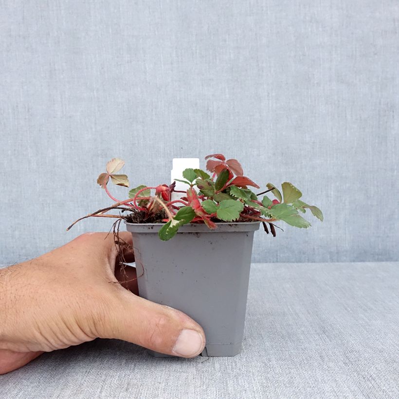 Exemplar von Fragaria chiloensis - Chile-Erdbeere Kleine Töpfe von 8/9 cm wie im Sommer geliefert