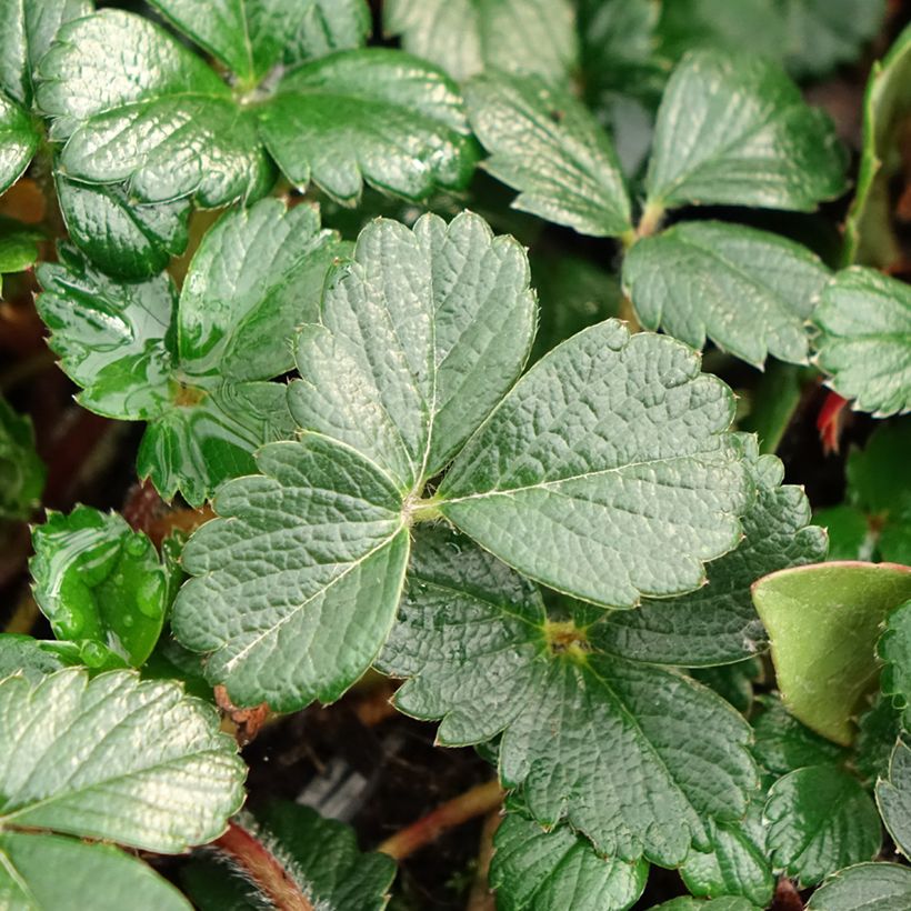Fragaria chiloensis - Chile-Erdbeere (Laub)