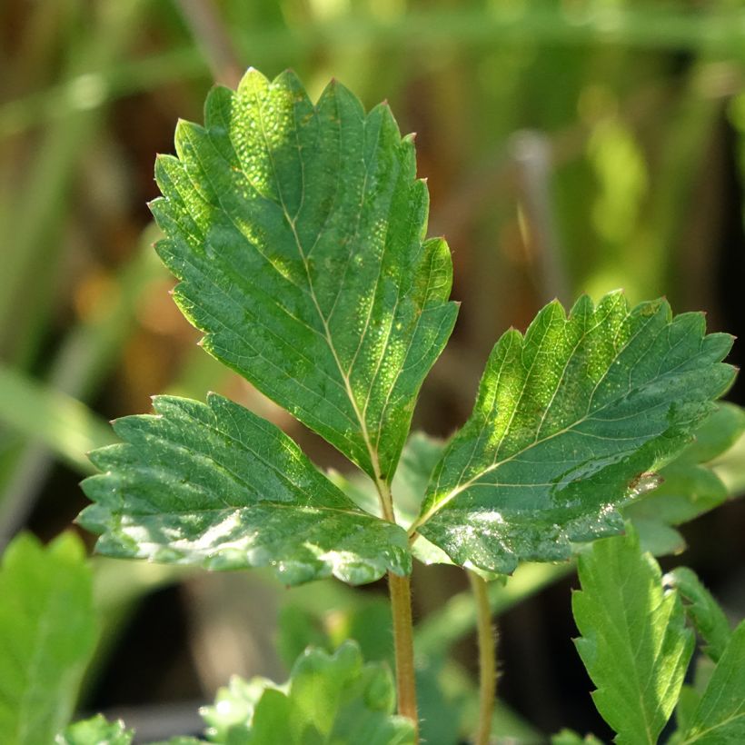 Fragaria vesca - Wald-Erdbeere (Laub)