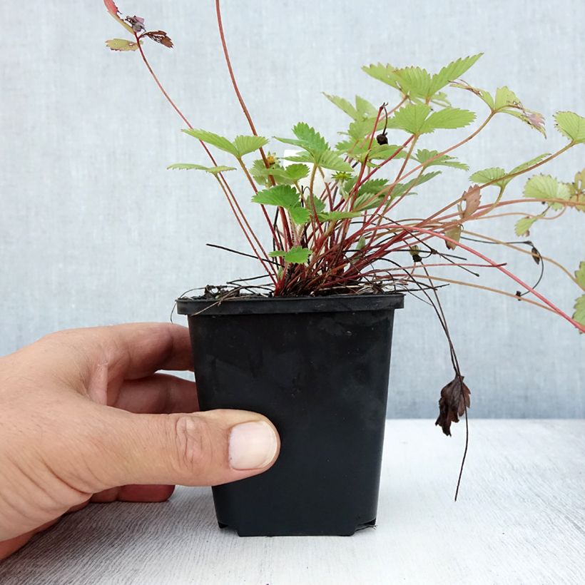 Exemplar von Fragaria vesca - Wald-Erdbeere Kleine Töpfe von 8/9 cm wie im Sommer geliefert