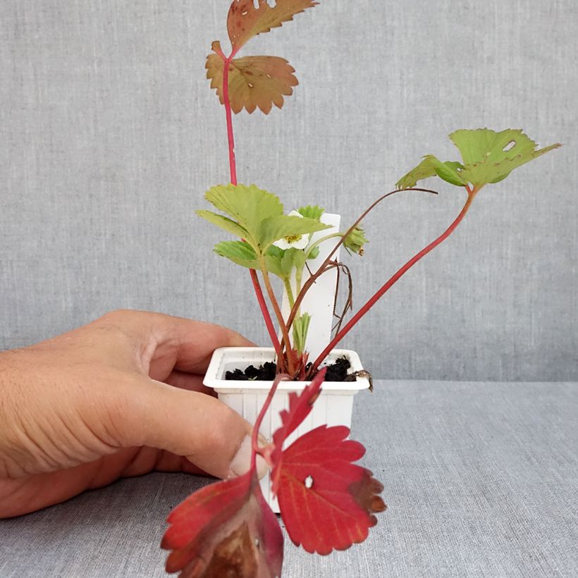 Exemplar von Erdbeere Cirano Kleine Töpfe von 7/8 cm wie im Sommer geliefert