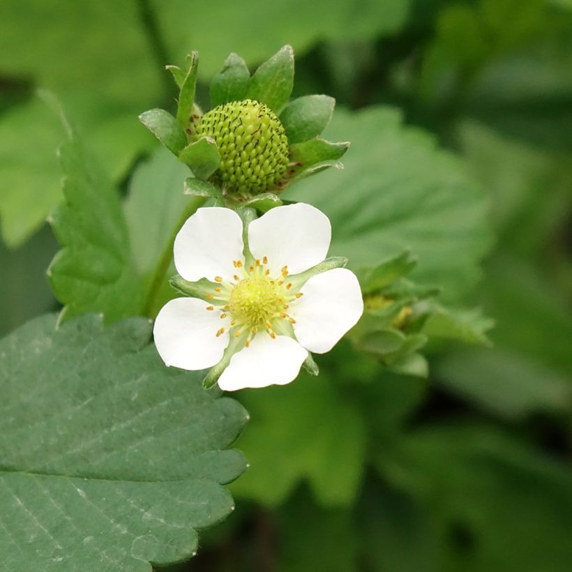 Erdbeere Gento (Blüte)