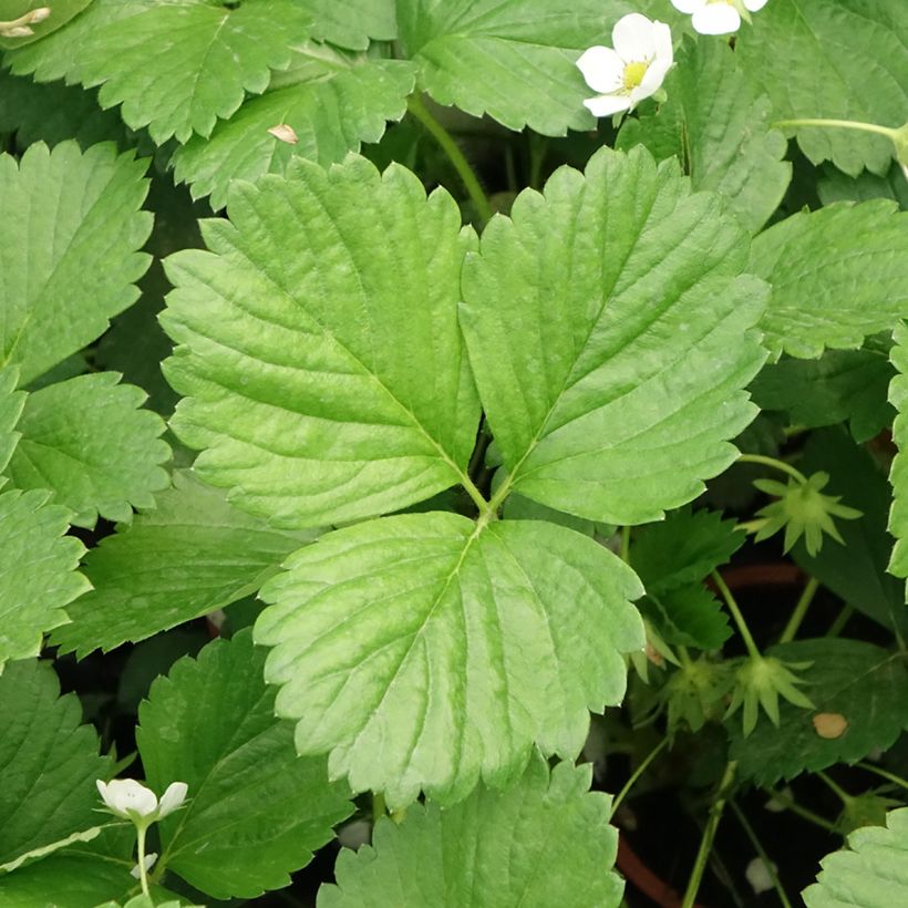 Erdbeer Mara des Bois (Laub)