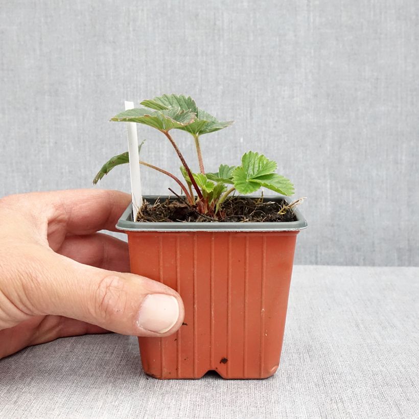 Exemplar von Erdbeere Strawberry Ice Kleine Töpfe von 8/9 cm wie im Frühjahr geliefert
