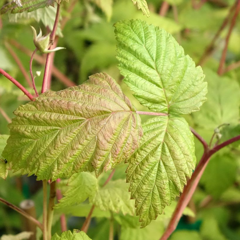 Himbeere Belle de Malicorne delgrosse (Laub)