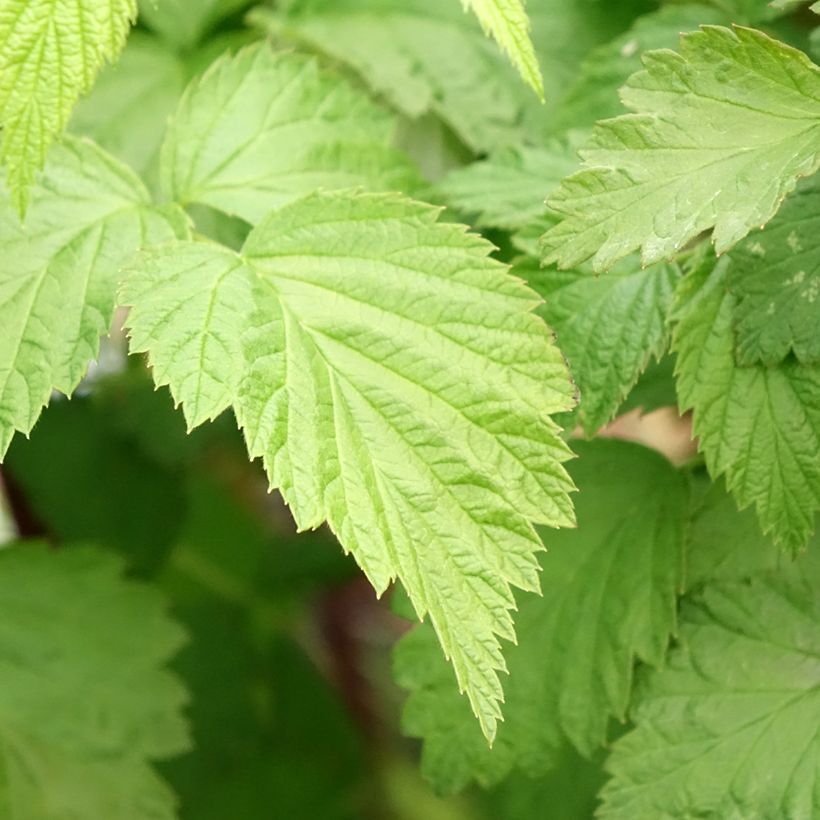 Schwarze Himbeere Black Jewel - Rubus occidentalis (Laub)