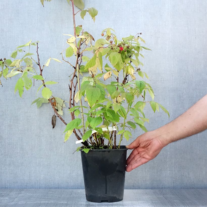 Exemplar von Himbeere Blissy Topf mit 3L/4L wie im Sommer geliefert