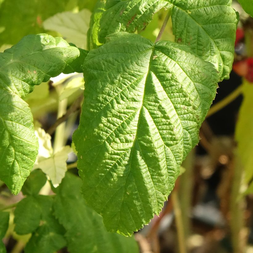 Himbeere Bohème Bio (Laub)