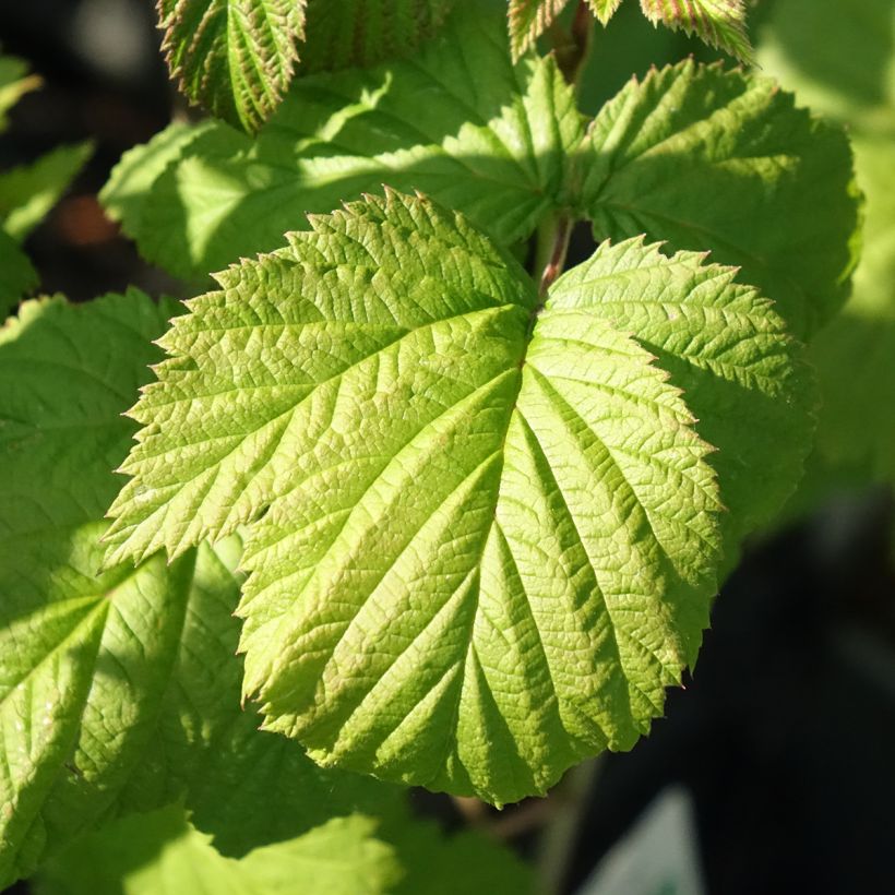 Himbeere Glen Ample Bio (Laub)