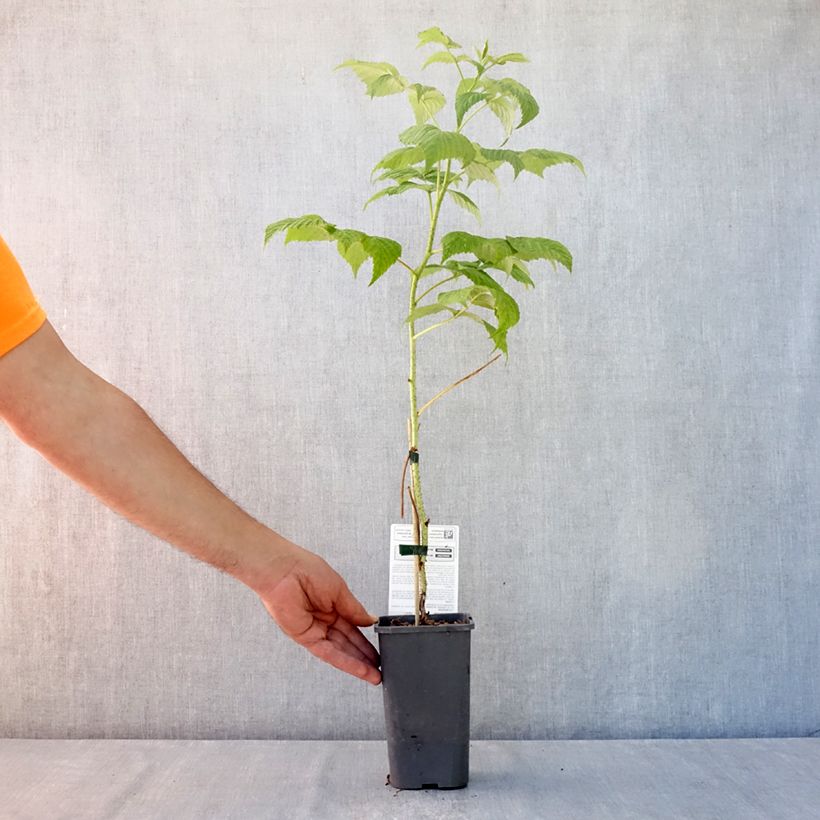 Exemplar von Himbeere Marastar Bio Topf mit 1,5L/2L, Strauch/Busch, mehrstämmig wie im Sommer geliefert
