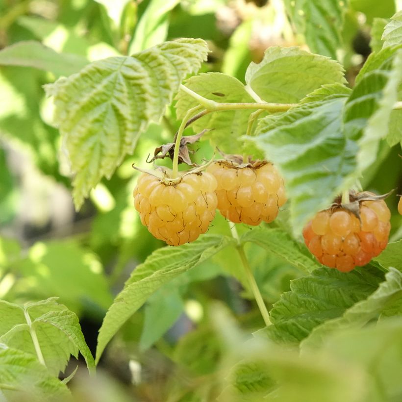 Zwerghimbeere Lowberry Little Orangelina (Ernte)